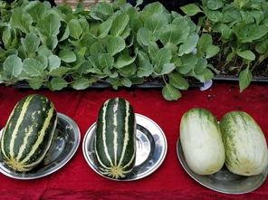 娱乐吃瓜壁纸高清图片